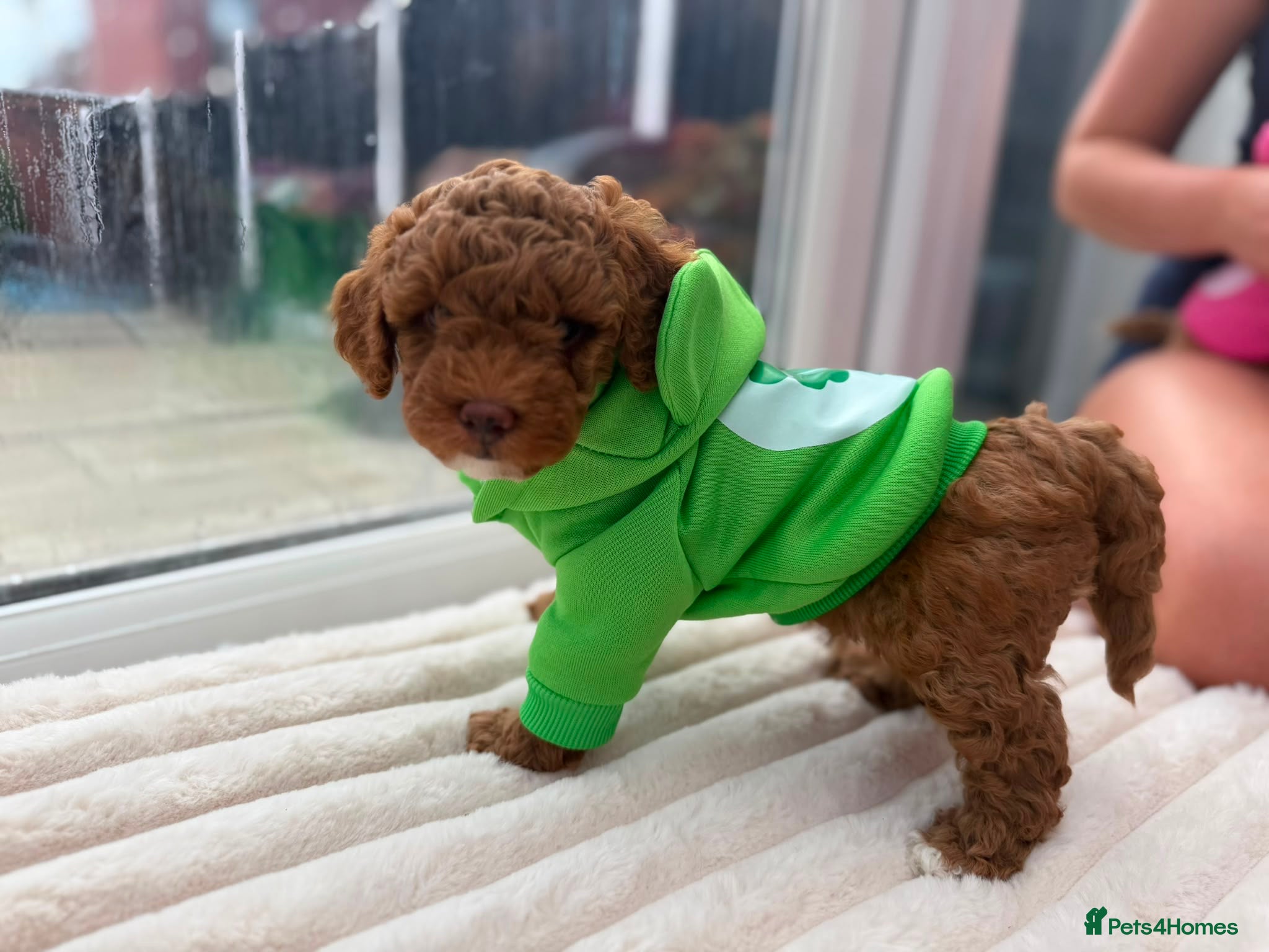 Poochon dogs Toy poodle/poochon pup for sale.  - Advert 1