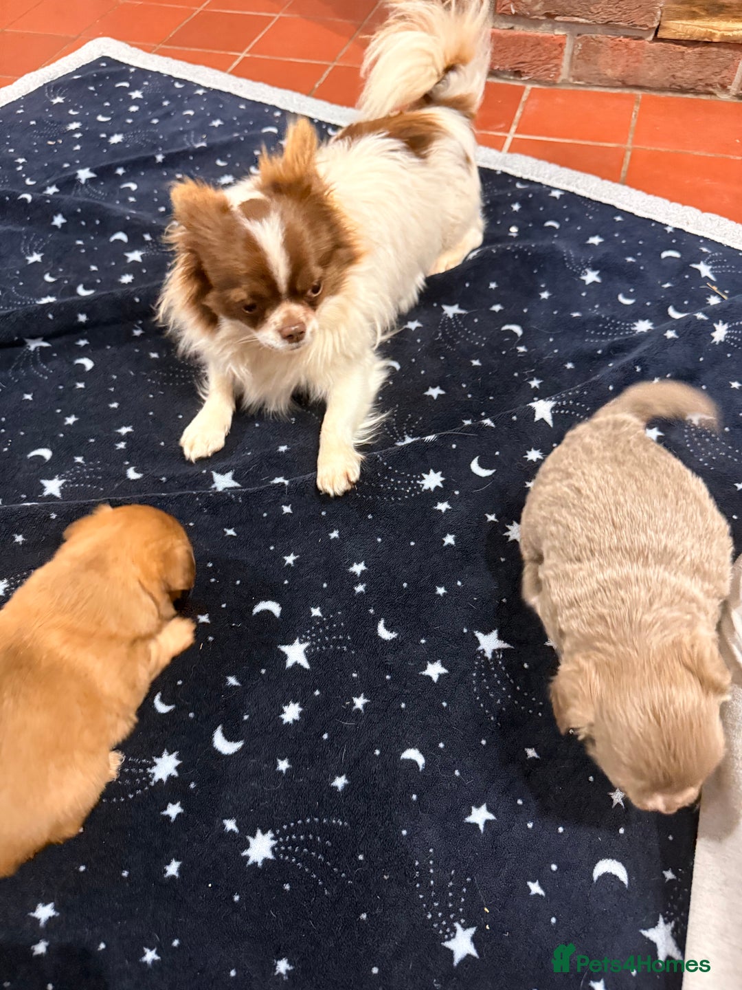 Mixed Breed dogs for sale: Outstanding chihuahua x miniature JRT puppies - Advert 6