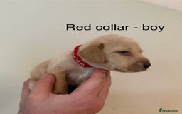 Mixed Breed dogs for sale: Pointer-vizsla-dor puppies - Image 1