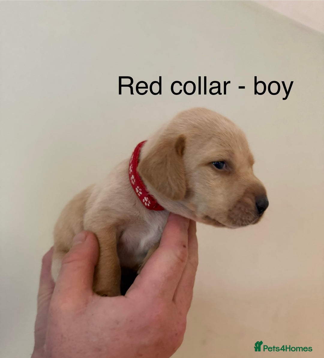 Mixed Breed dogs for sale: Pointer-vizsla-dor puppies - Image 1