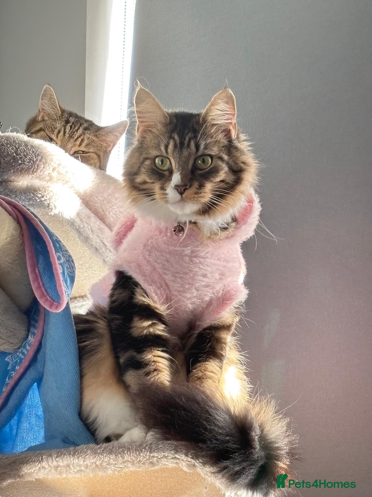 Maine Coon cats Maine coon kittens - Advert 4