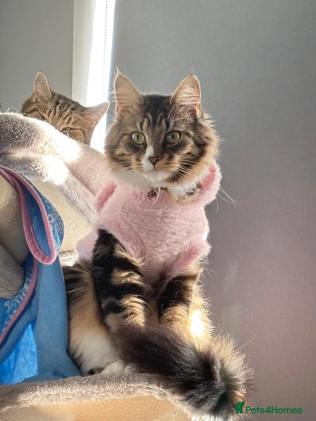 Maine Coon cats for sale: Maine coon kittens in Wembley - Advert 1