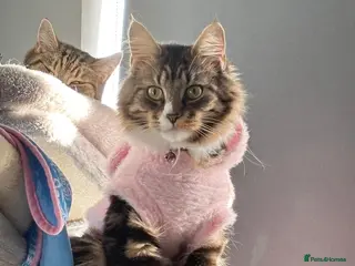 Maine Coon cats Maine coon kittens - Advert 13