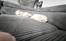 Pomeranian dogs for sale: Super quite Kc Pomeranians puppies(1 boy available - Image 8