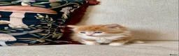 Mixed Breed cats for sale: Kittens Seeking Forever Homes! - Advert 15