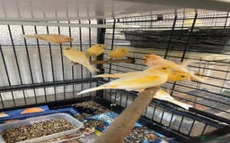 Canaries birds for sale: Red Mosaic Canaries - Image 3