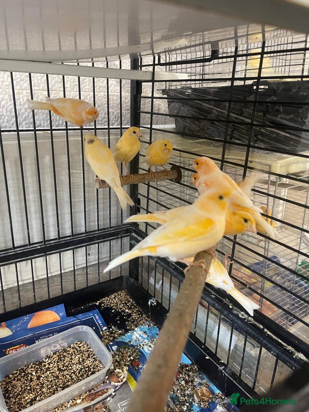 Canaries birds for sale: Red Mosaic Canaries - Image 3