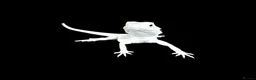 Bearded Dragon reptiles for sale: BEARDED DRAGONS - Advert 2