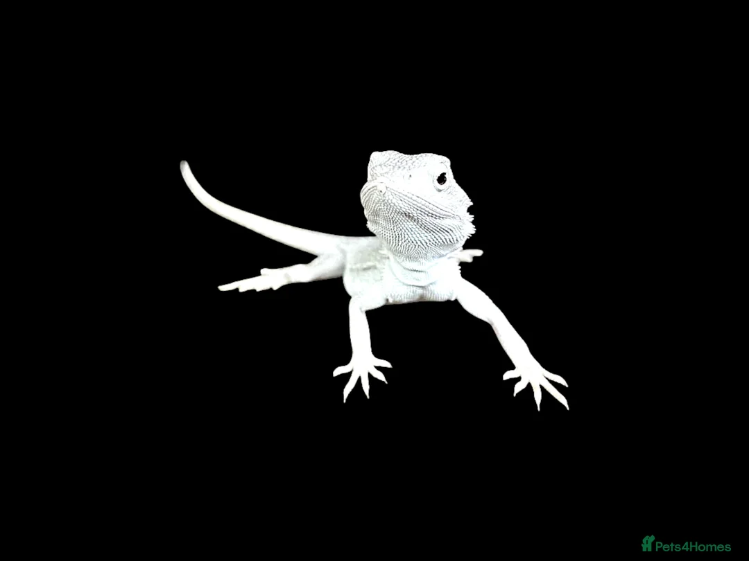 Bearded Dragon reptiles for sale: BEARDED DRAGONS - Advert 2