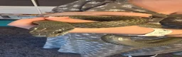 Rat Snake reptiles for sale: Beautiful male Japanese rat snake for sale - Advert 6