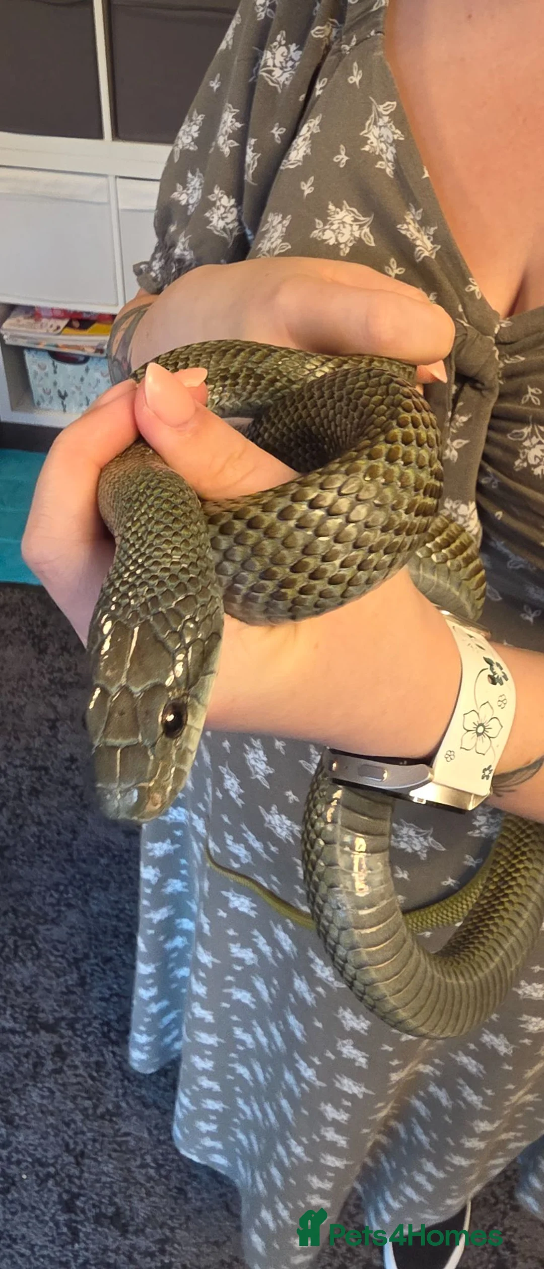 Rat Snake reptiles for sale: Beautiful male Japanese rat snake for sale - Advert 6
