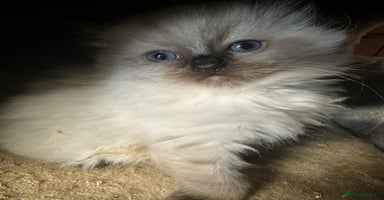 Ragdoll cats - Advert 1