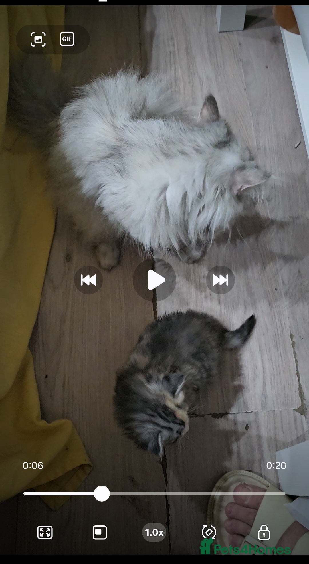 Persian cats for sale: Adorable Persian kittens - Advert 10