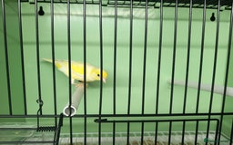 Canaries birds for sale: Canaries  - Image 12