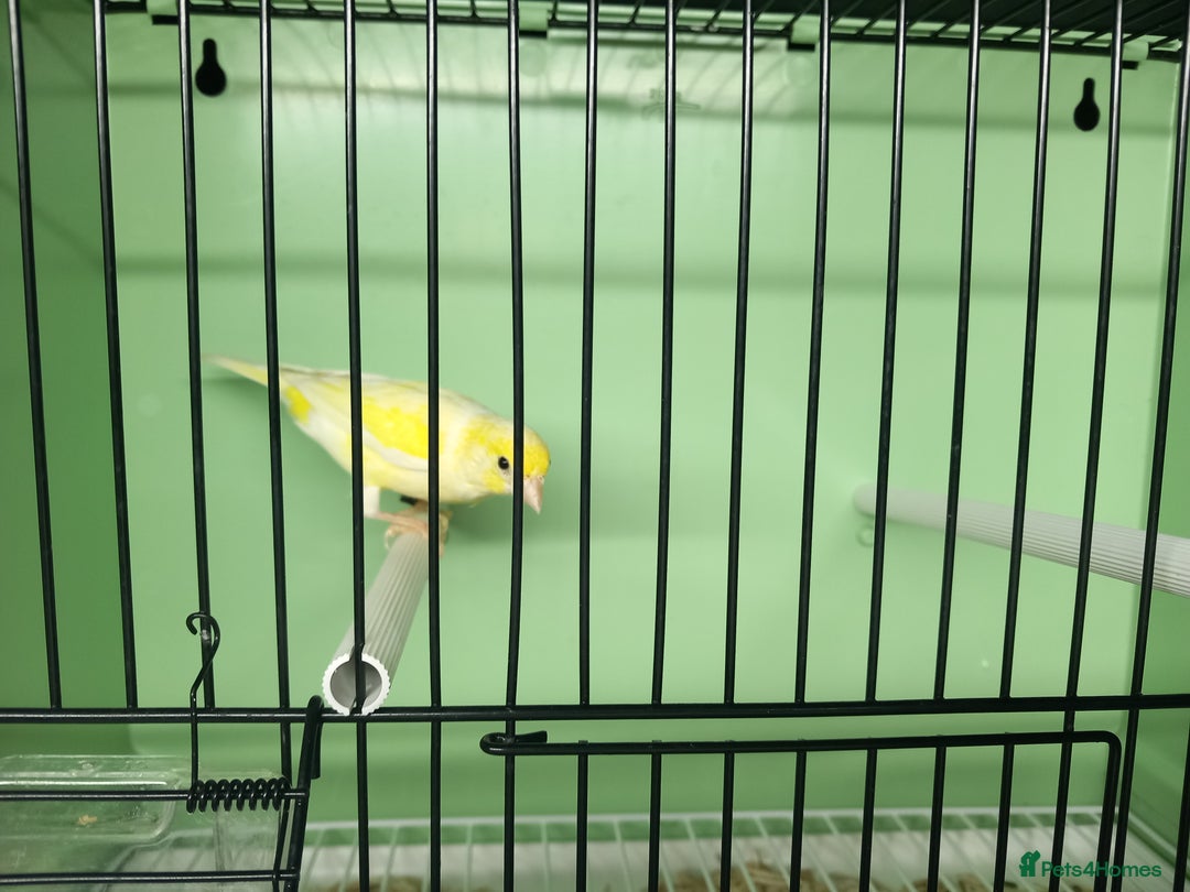 Canaries birds for sale: Canaries  - Image 12