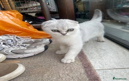 Scottish Fold cats for sale: Need home ASAP Full pedigreeTICA reg Scottish Fold in Barnet - Image 36