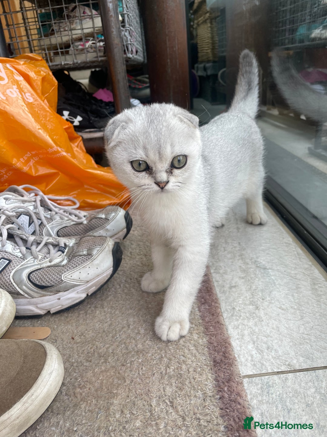 Scottish Fold cats for sale: Need home ASAP Full pedigreeTICA reg Scottish Fold in Barnet - Image 36