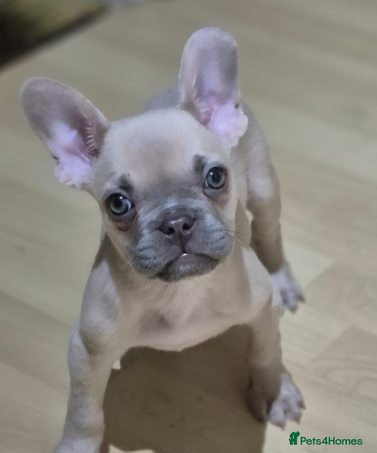 French Bulldog dogs for sale: French bulldogs last male left  - Advert 16