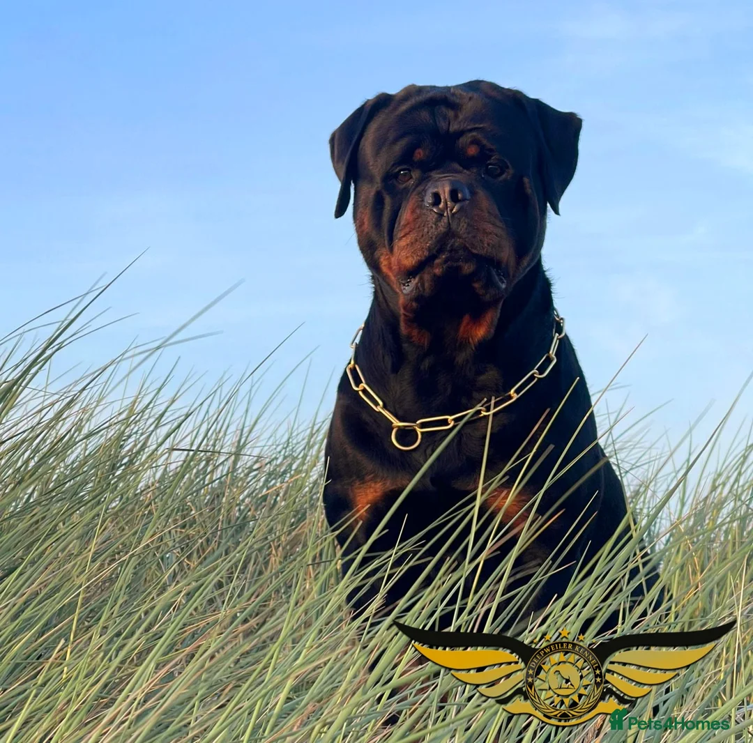 Rottweiler dogs for stud: Rottweiler import Stud (BIG DADDY BRUNO) in Liverpool - Advert 25