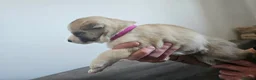 Huskita dogs for sale: Puppies for sale  - Advert 7