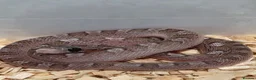 Corn Snake reptiles for sale: Baby corn snakes palmetto bloodred piedside  - Advert 4