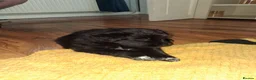 Mixed Breed dogs for sale: Border collie x German Shepherd  in Spennymoor - Advert 15