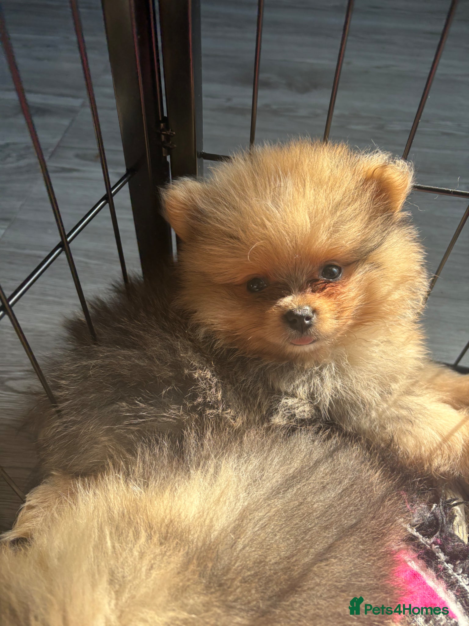 Pomeranian dogs Pomeranian puppies - Advert 8