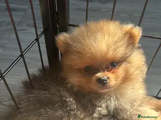 Pomeranian dogs Pomeranian puppies - Advert 8