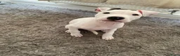 Mixed Breed dogs for sale: 3 Months old Puppy - Advert 3