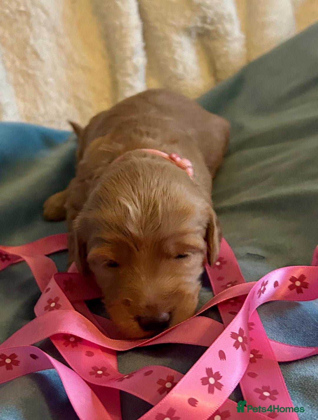 Labradoodle dogs for sale: 🥰 Cute Miniature labradoodle Pups 💖💕 - Advert 20