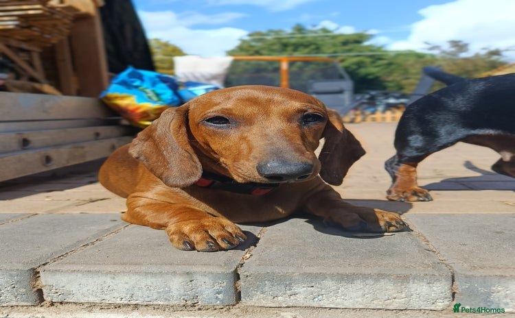 Dachshund dogs in Coventry - Advert 1