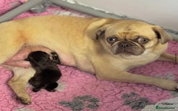 Pug dogs for sale: Kc registered chocolate and tan pug - Image 4