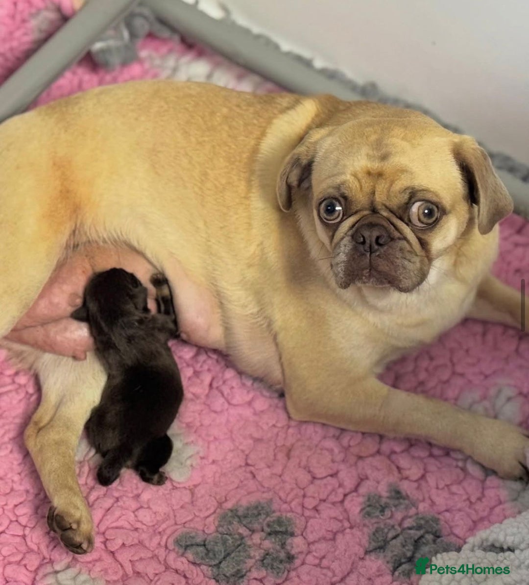 Pug dogs for sale: Kc registered chocolate and tan pug - Image 4