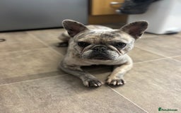 French Bulldog dogs for sale: French bulldog boy  - Image 4