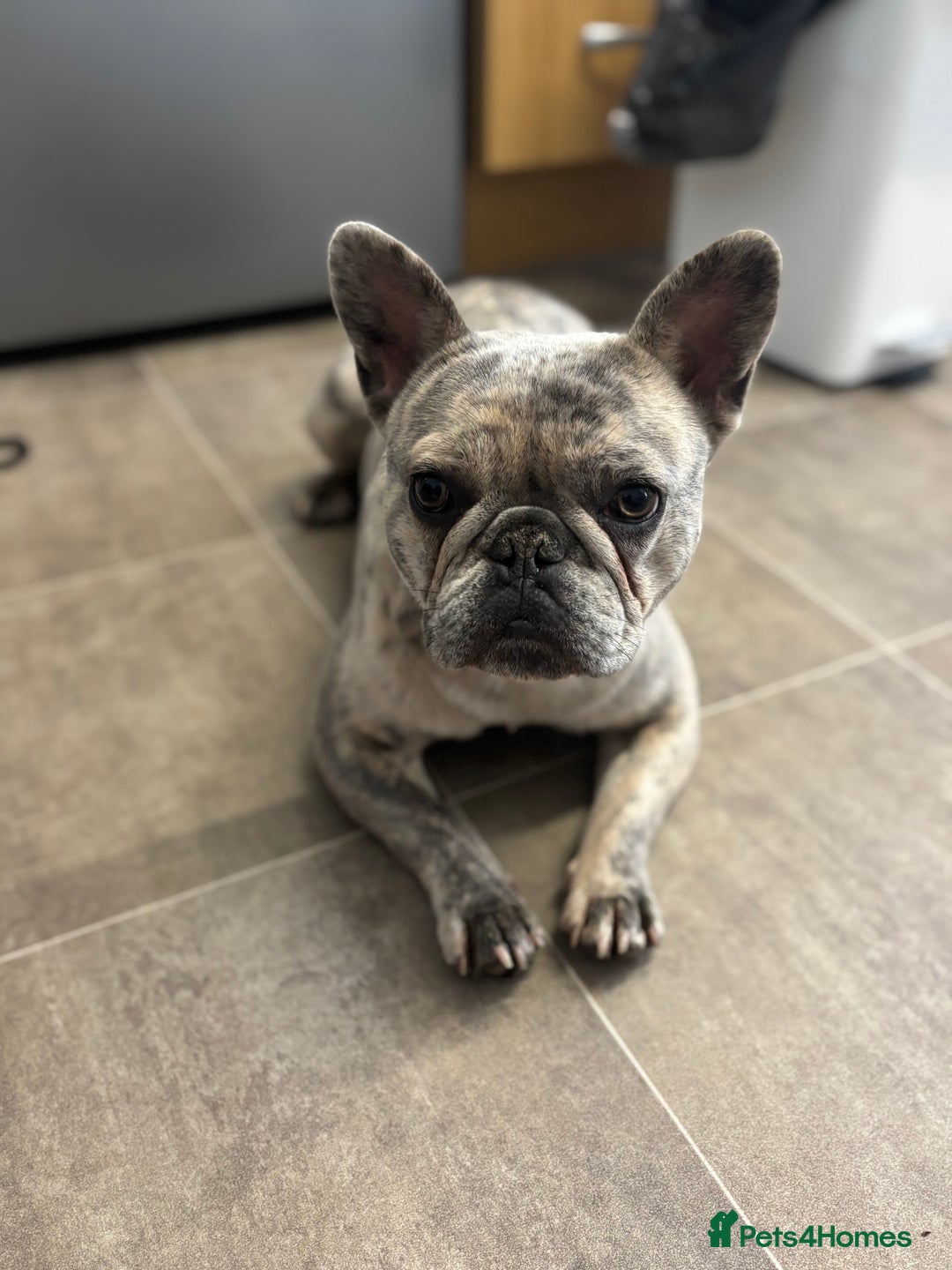 French Bulldog dogs for sale: French bulldog boy  - Image 4