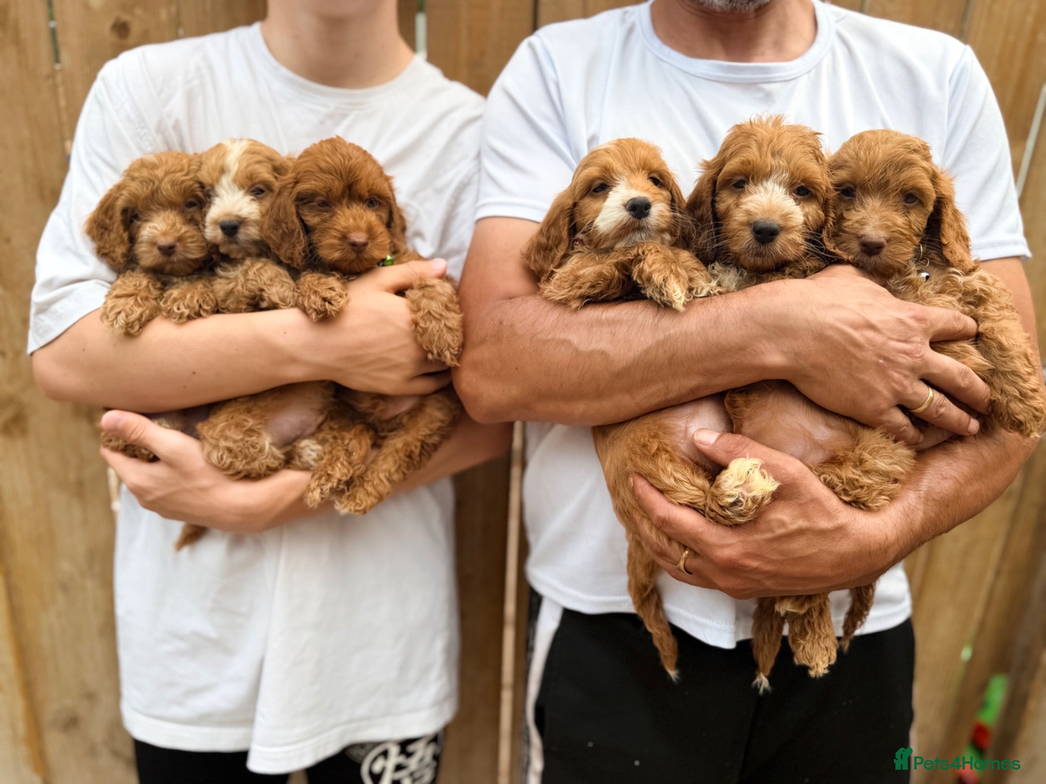 Cockapoo dogs F1 Cockapoo Pups Ready to go if you are Ready  - Advert 2