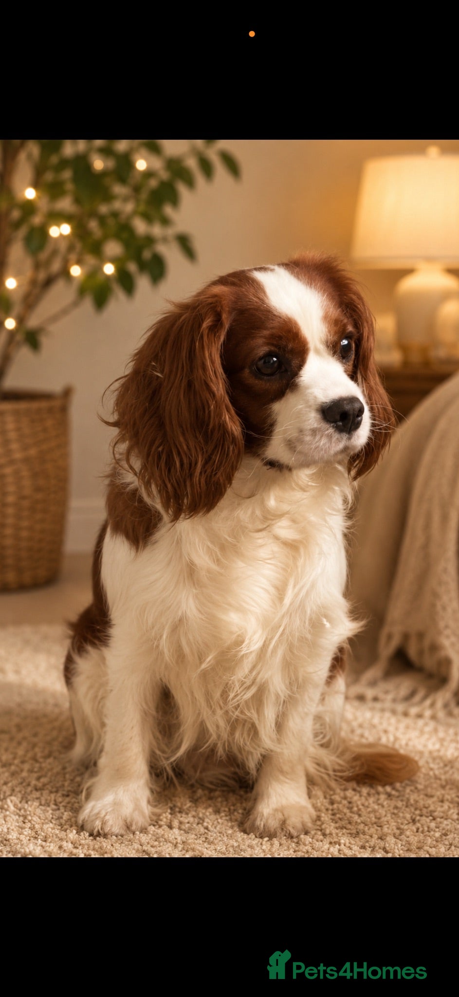 Cavalier King Charles Spaniel dogs 🐶Kc cavalier dna clear puppies 🐶2  boys left - Advert 2