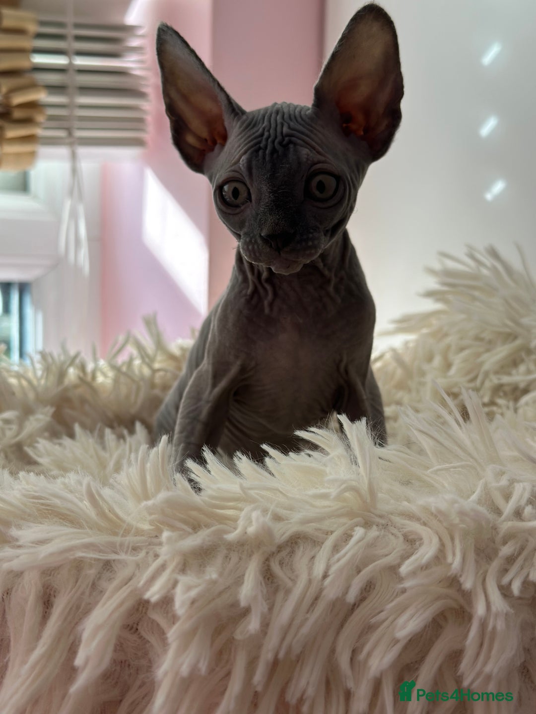 Sphynx cats for sale: Blue/Mink baby boy available  - Image 5