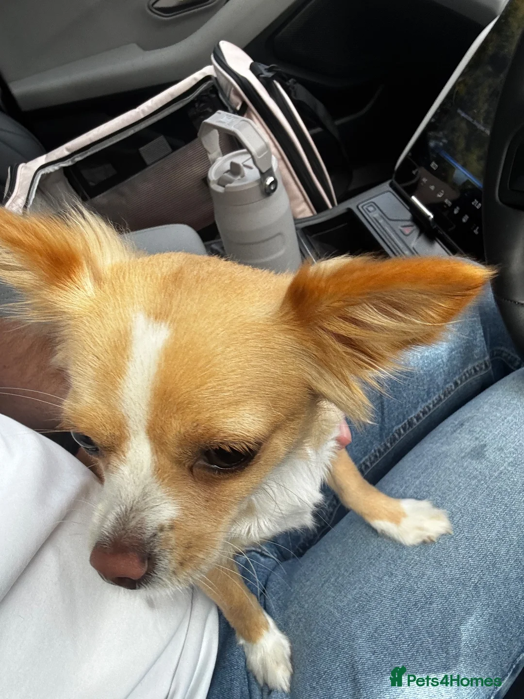 Chihuahua dogs for sale: 10 months old female chihuahua  - Advert 2