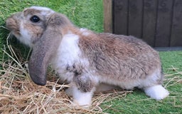 French Lop rabbits for sale: Giant French Lop Planned Litters - Vaccinated   - Image 26