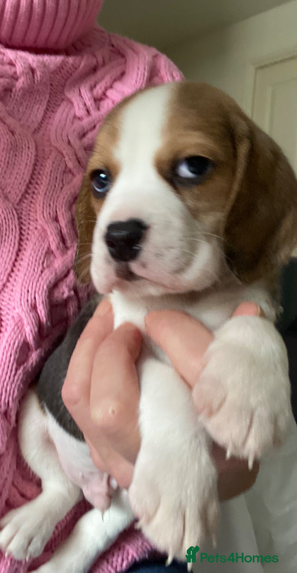 Beagle dogs KC Reg Pure Pedigree champ Beagle  - Advert 1