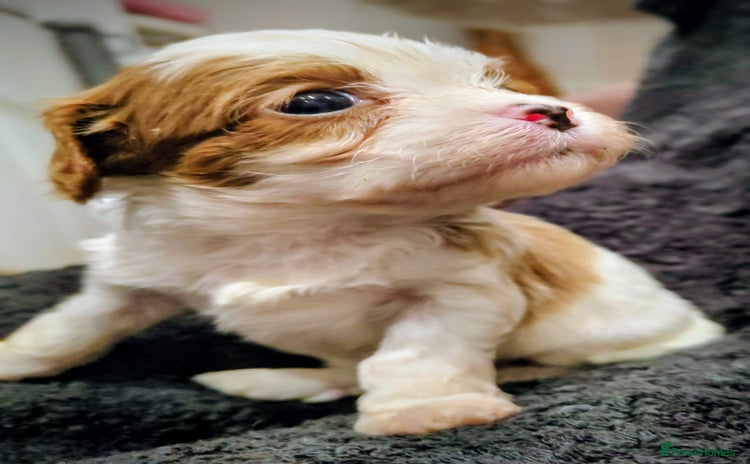 Cavapoo dogs Amazing quality cavapo litter  - Advert 1