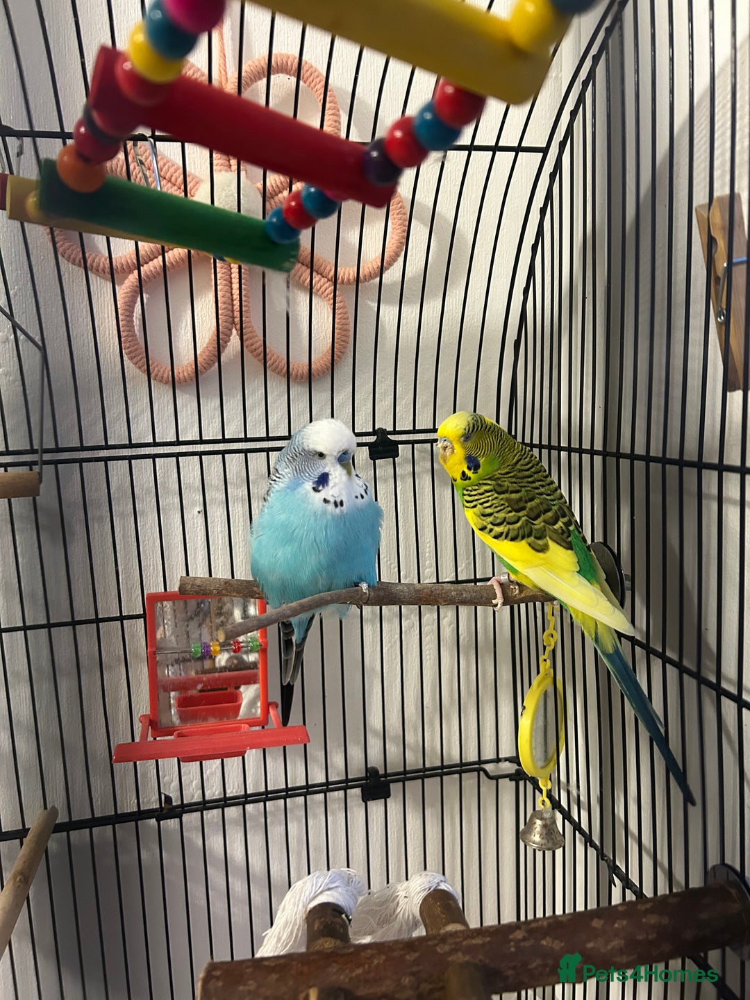 Budgerigars birds for sale: Two very handsome budgies  - Advert 2