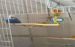 Budgerigars birds for sale: 2 Adult Budgies with Cage Male & Female - Image 2