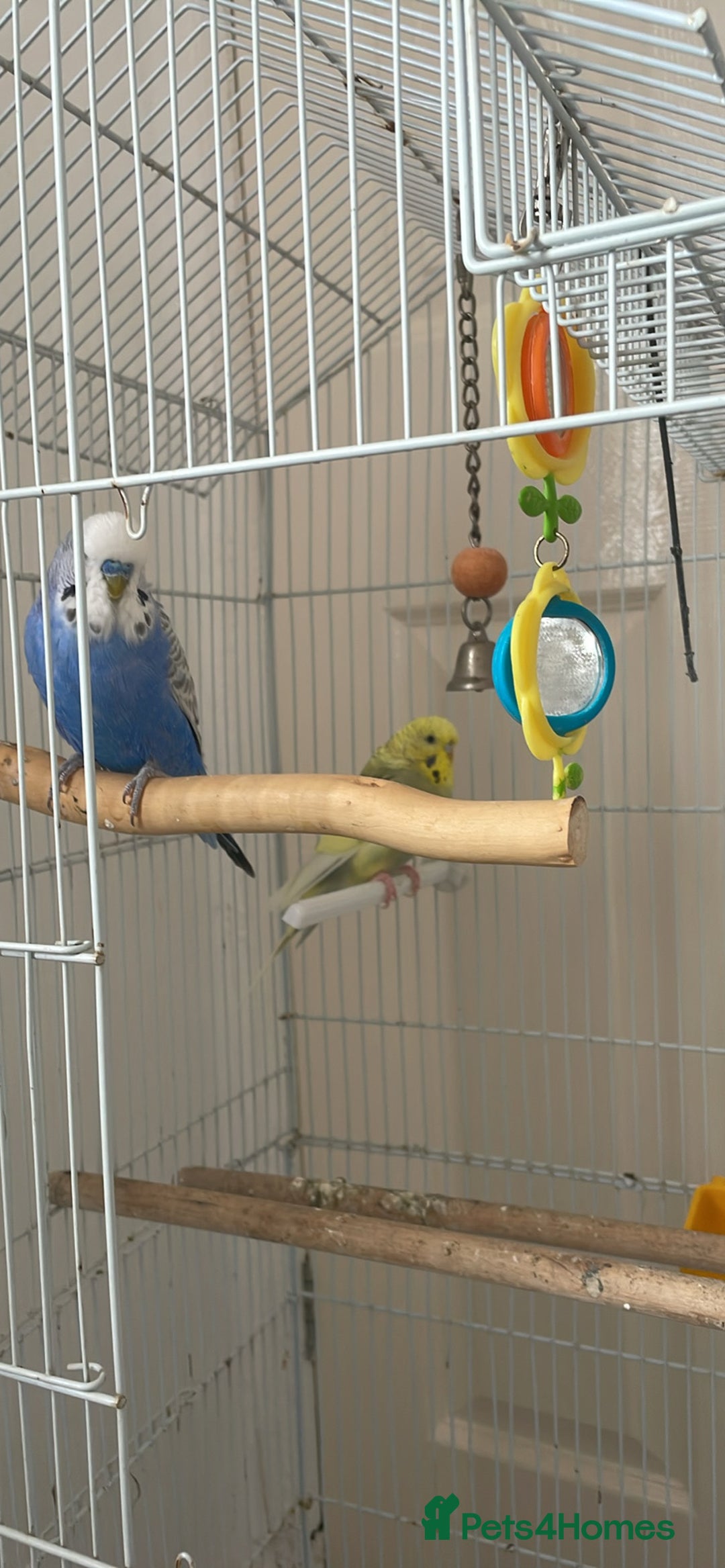 Budgerigars birds for sale: 2 Adult Budgies with Cage Male & Female - Image 2
