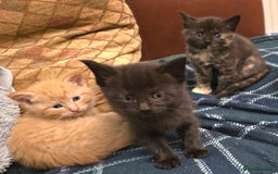 Mixed Breed cats for sale: Beautiful Kittens  - Image 30