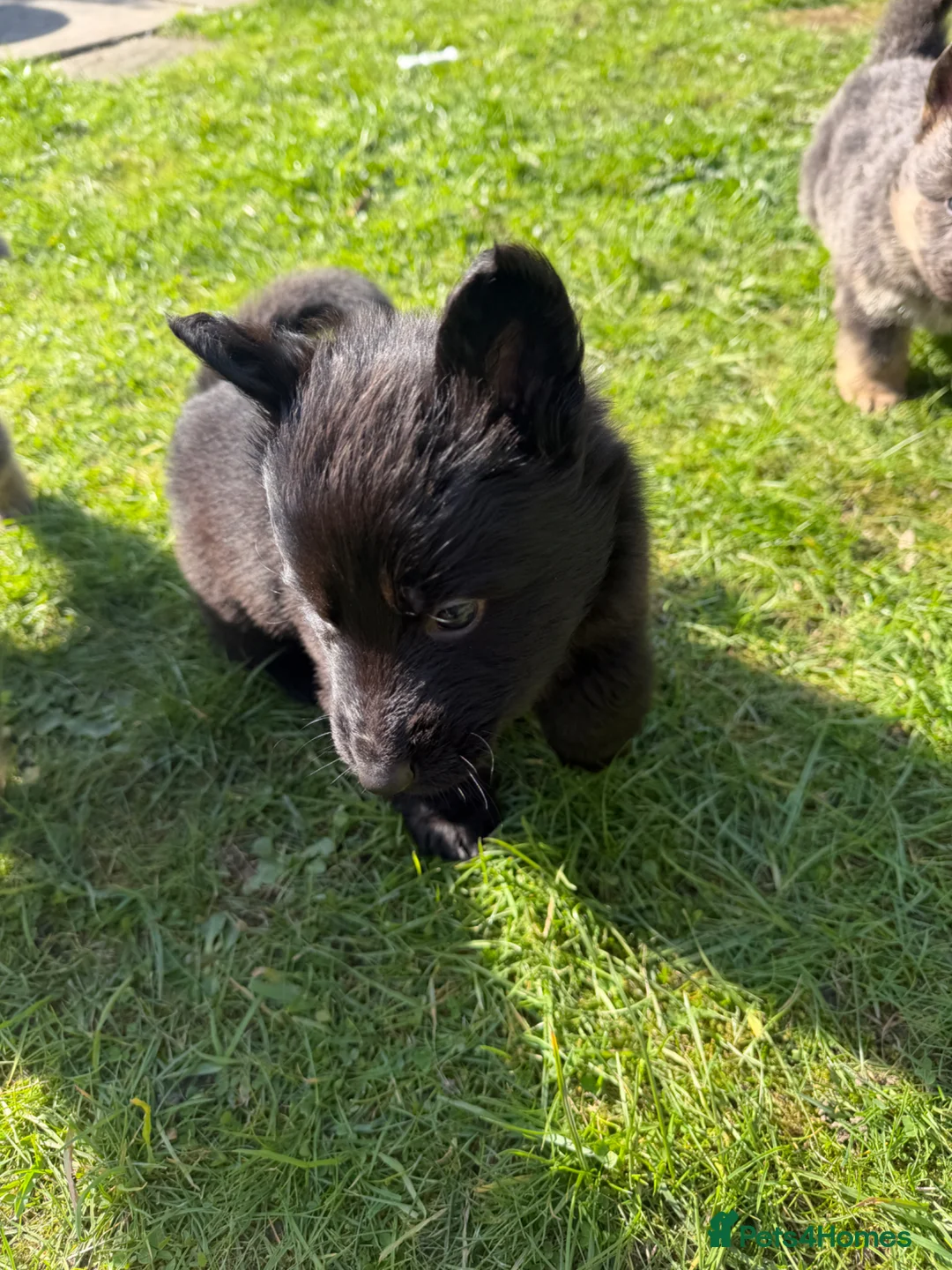 German Shepherd dogs for sale: German Shepherd Puppies for Sale.Multiple colours in Leeds - Advert 21