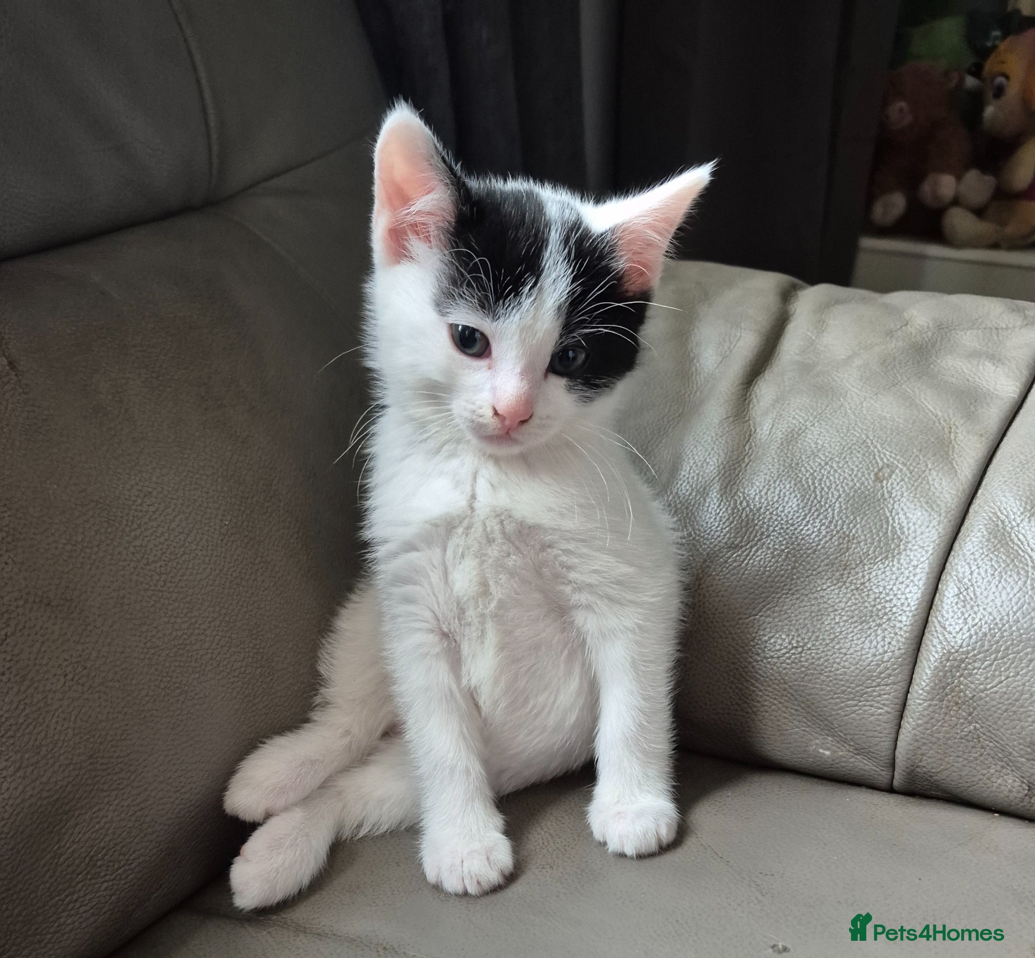 Mixed Breed cats Beautiful female left  - Advert 16