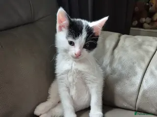 Mixed Breed cats Beautiful female left - Advert 16