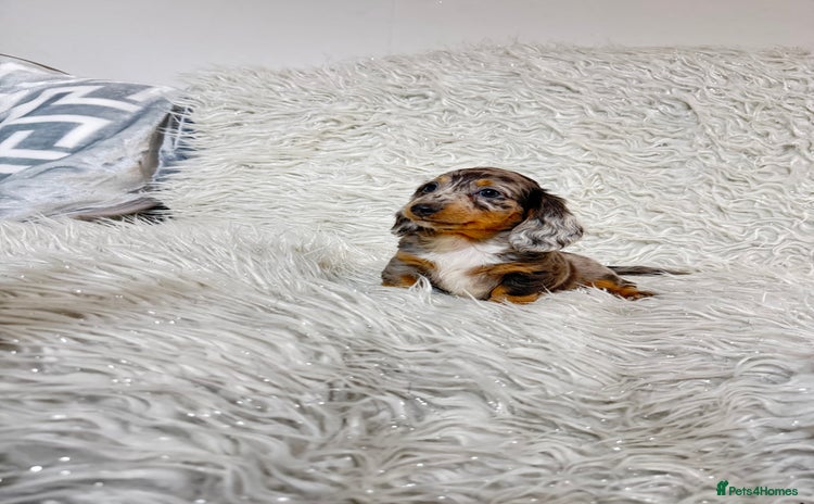 Miniature Dachshund dogs - Advert 1